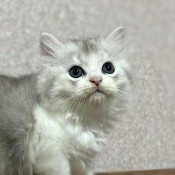 ミヌエット(長足)【福島県・男の子・2025年4月28日・ブルータビー&ホワイト（ロング）】の写真「かわいいお顔です♡」