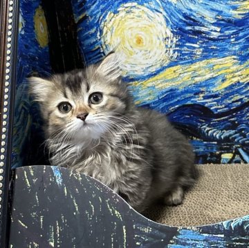 ミヌエット(短足)【福島県・男の子・2025年9月9日・ブラウンタビーアンドホワイト（ロング）】の写真「短足のかわいい男の子です。お目目クリクリ👀」