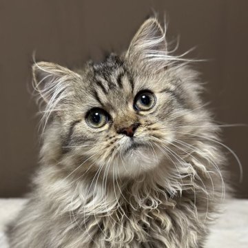 ミヌエット(長足)【福島県・男の子・2025年7月23日・ブラウンタビー&ホワイト（ロング）】の写真「かわいいお顔です🐱」