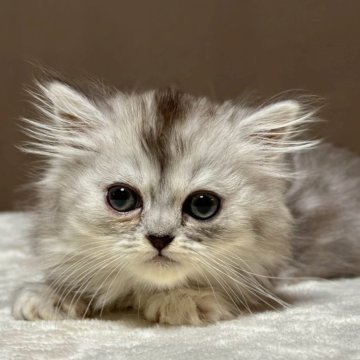 ミヌエット(長足)【福島県・女の子・2025年10月6日・シルバータビー&ホワイト（ロング）】の写真「可愛いお顔です🐱」