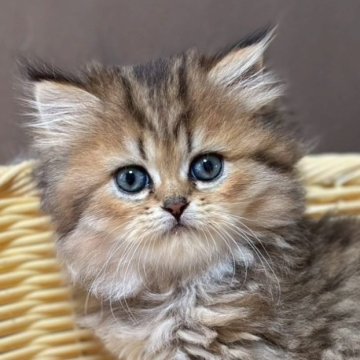 ミヌエット(長足)【福島県・女の子・2025年7月23日・ブラウンタビー&ホワイト（ロング）】の写真「猫じゃらしで遊ぶの大好き💕とってもいい子」