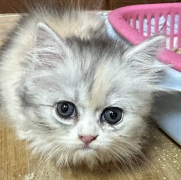 ミヌエット(短足)【福島県・女の子・2025年6月19日・ダイリュートキャリコ（ロング）】の写真「綺麗な毛色の短足ちゃんです🐱」