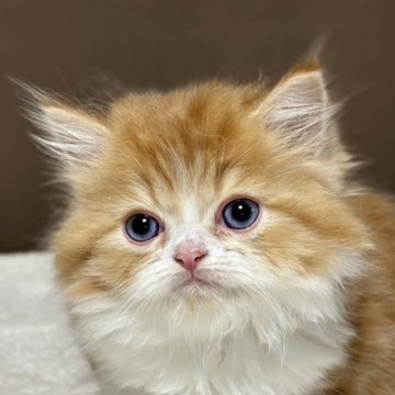 ミヌエット(長足)【福島県・男の子・2025年9月18日・レッドタビー&ホワイト（ロング）】の写真「可愛いお顔です🐱」