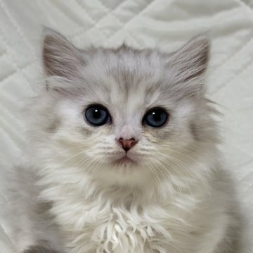 ミヌエット(長足)【福島県・男の子・2025年9月10日・シルバーダビー&ホワイト（ロング）】の写真「遊ぶのが大好きでお顔がかわいい男の子です🐱」