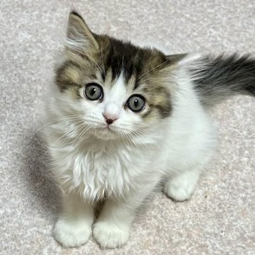 ミヌエット(長足)【福島県・男の子・2025年9月10日・ブラウンタビー&ホワイト（ロング）】の写真「身体は白くてシッポとお顔に可愛くカラーが入ってます」