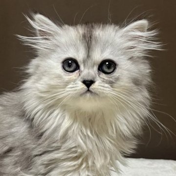 ミヌエット(長足)【福島県・女の子・2025年10月6日・シルバータビー&ホワイト（ロング）】の写真「12/12現在　体重855gです🐱」