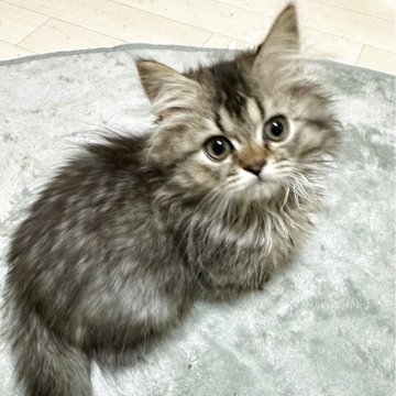 ミヌエット(短足)【福島県・男の子・2025年8月22日・ブラウンタビーアンドホワイト（ロング）】の写真「ちっちゃいタイプです。
お目目クリクリ👀」