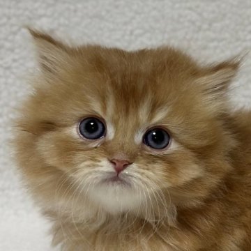 ミヌエット(短足)【福島県・男の子・2025年10月6日・レッドタビー&ホワイト（ロング）】の写真「❤️短足❤️とってもかわいいお顔お目目まんまる👀」