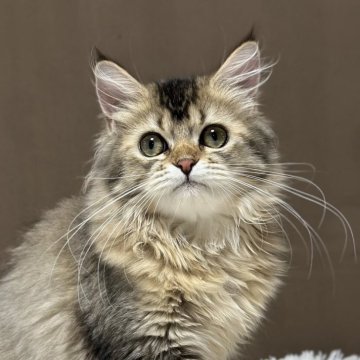 ミヌエット(長足)【福島県・女の子・2025年5月27日・ブラウンタビー&ホワイト（ロング）】の写真「ご飯頂戴！のアピールがかわいい🩷おしゃべりちゃん」