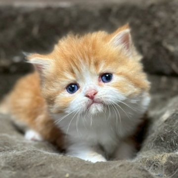 ミヌエット(長足)【福島県・男の子・2025年9月18日・レッドタビー&ホワイト（ロング）】の写真「可愛いお顔です🐱」