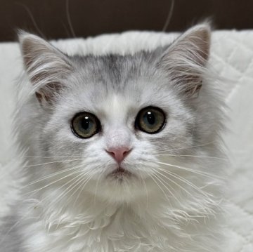 ミヌエット(長足)【福島県・女の子・2025年7月3日・ブルータビー&ホワイト（ロング）】の写真「可愛いお顔です🐱おとなしい性格です。」