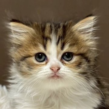 ミヌエット(長足)【福島県・女の子・2025年8月22日・ブラウンパッチドタビーアンドホワイト（ロング）】の写真「動きが活発な3色の毛色の女の子」