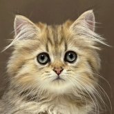 ミヌエット(長足)