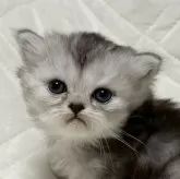 ミヌエット(長足)