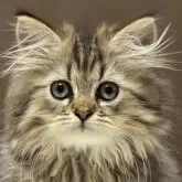 ミヌエット(長足)