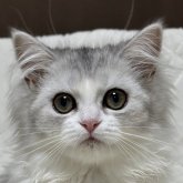 ミヌエット(長足)