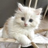 ミヌエット