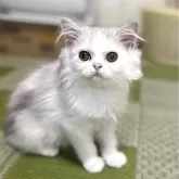 ミヌエット(長足)
