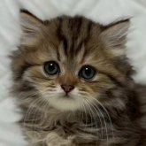 ミヌエット(短足)