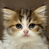 ミヌエット(長足)