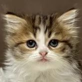 ミヌエット(長足)