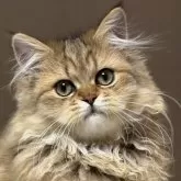 ミヌエット(長足)