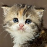 ミヌエット(長足)