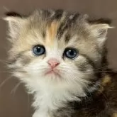 ミヌエット(長足)