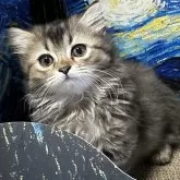 ミヌエット(短足)