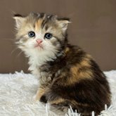 ミヌエット(長足)