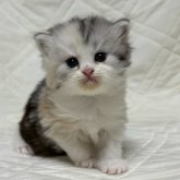 ミヌエット(長足)