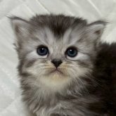 ミヌエット(長足)