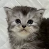 ミヌエット(長足)