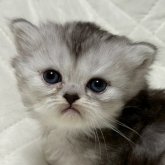 ミヌエット(長足)