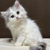 ミヌエット(長足)