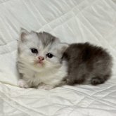 ミヌエット(短足)