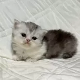 ミヌエット(短足)