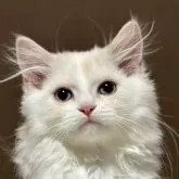 ミヌエット(長足)