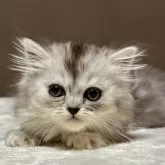 ミヌエット(長足)