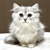 ミヌエット(長足)