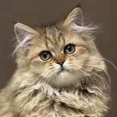 ミヌエット(長足)【福島県・女の子・2025年7月23日・ブラウンタビー&ホワイト】の写真1