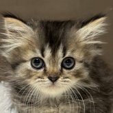 ミヌエット(短足)