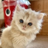 ミヌエット(長足)