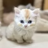 ミヌエット(短足)