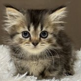 ミヌエット(短足)