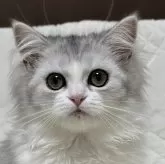 ミヌエット(長足)