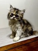 ミヌエット(長足)【福島県・女の子・2026年7月13日・ブラウン系】の写真10
