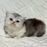 ミヌエット(短足)【福島県・女の子・2025年10月6日・ブルータビー&ホワイト】の写真4