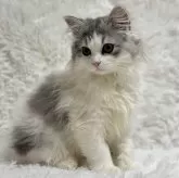 ミヌエット(長足)【福島県・男の子・2024年10月9日・シルバータビー&ホワイト】の写真8