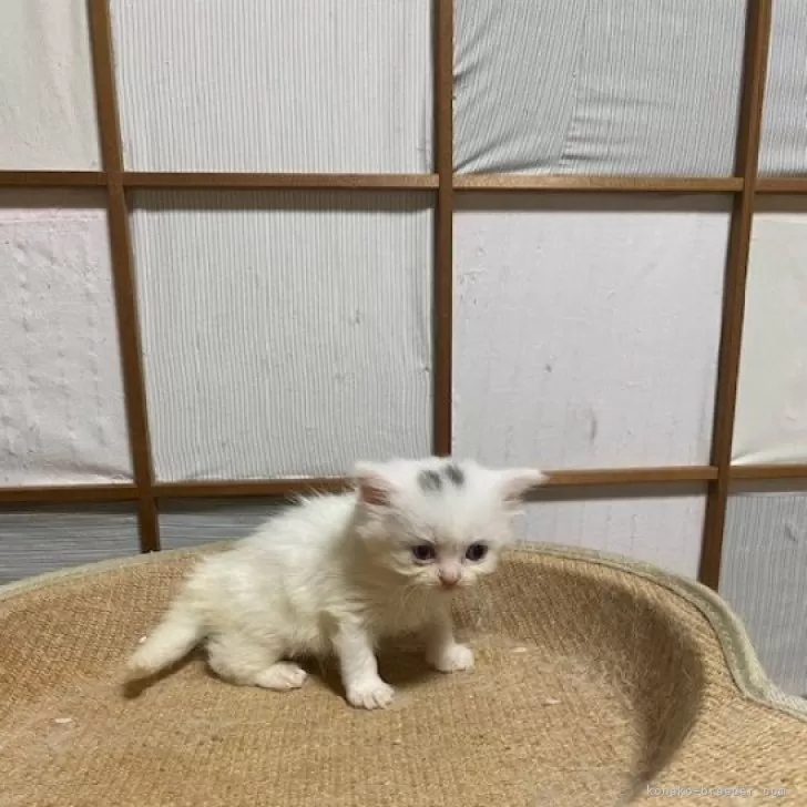 ID：2407-01465の子猫